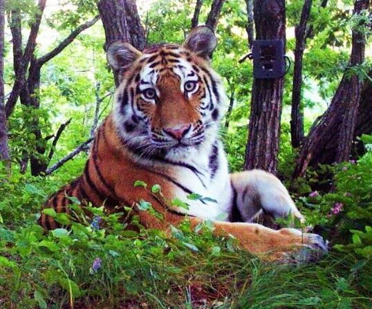 «Сейчас все хорошо». В центре «Амурский тигр» продолжается реабилитация тигра после операции