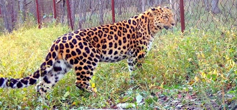 Фото: leopard-land.ru | Сотрудники нацпарка «Земля леопарда» сделали сенсационное заявление
