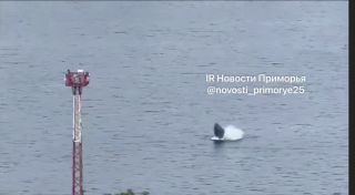 «Может, имя дадим? Тихон, например»: горбатый кит пристрастился к бухте Золотой Рог