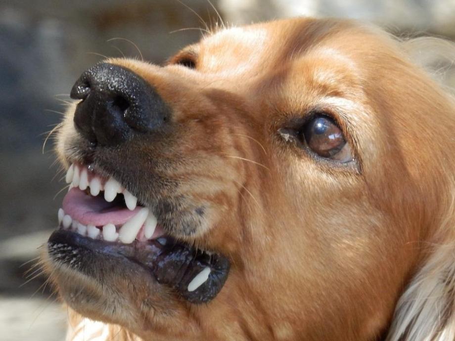 Фото: pixabay.com | «Орудуют целой бандой»: бездомные собаки терроризируют центр Владивостока