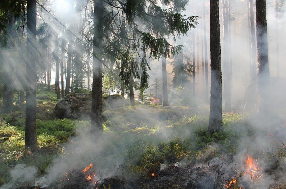 Возможны пожары: народный синоптик рассказал об особенностях погоды в Приморье на этой неделе