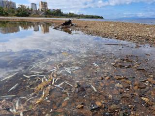 Жительница Владивостока показала, что творится на побережье в пригороде