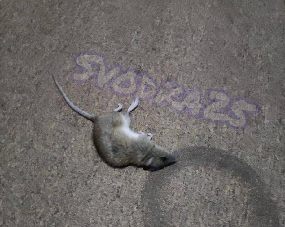 «Крыса бегает по коридорам». Что происходит с общежитиями кампуса ДВФУ?