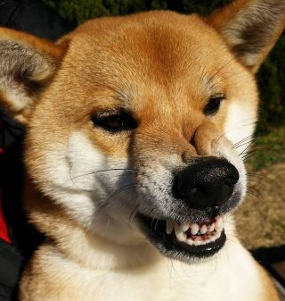 Собака напала на ребёнка во Владивостоке: для возбуждения дела понадобилось меньше суток. И два месяца