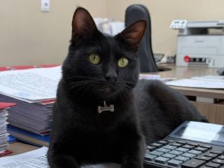 Кота-талисмана офиса Веню, украденного во Владивостоке, нашли
