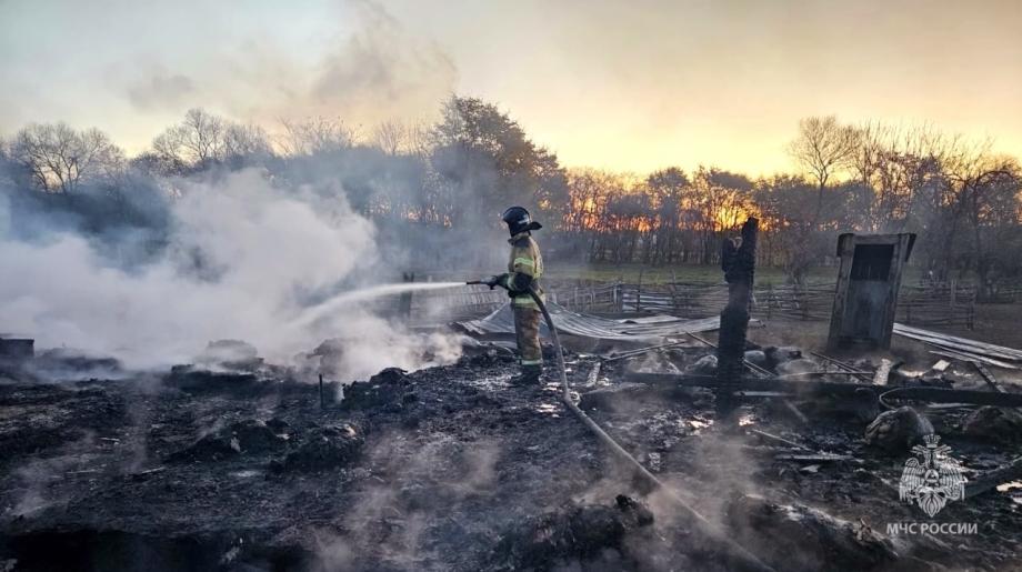Фото: кадр видео | Сотни животных сгорели в Приморье во время пожара