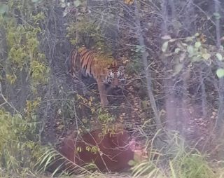 Тигр набросился на автомобиль с людьми на дороге в Приморье