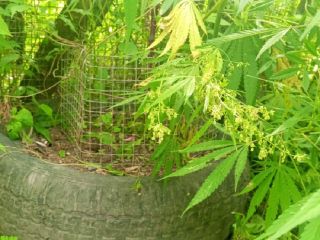 Приморские полицейские навестили две наркотеплицы и задержали их владельцев