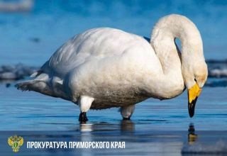 Житель Спасска-Дальнего пойдёт под суд за убийство лебедя-кликуна