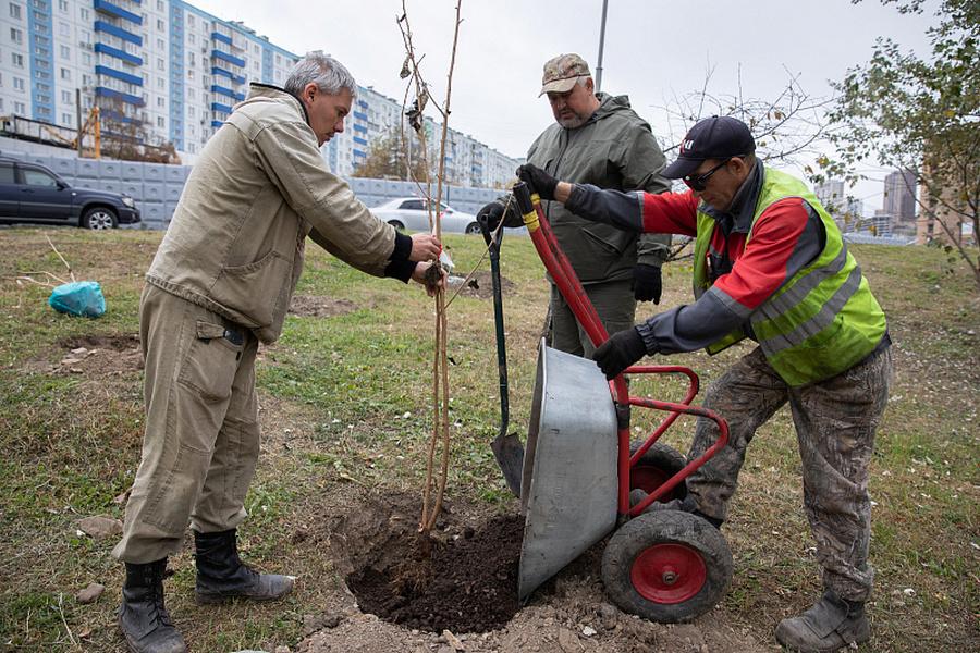 Фото: Анастасия Котлярова / vlc.ru | Во Владивостоке высаживают деревья и кустарники