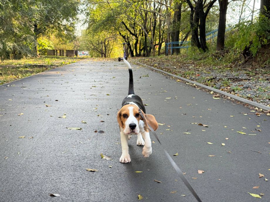 Больше 70 мурчащих путешественников из Приморья побывали за рубежом в этом году