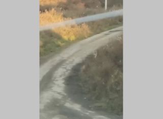 Приморцы пожаловались на тигра, который стал часто гостить у их посёлка