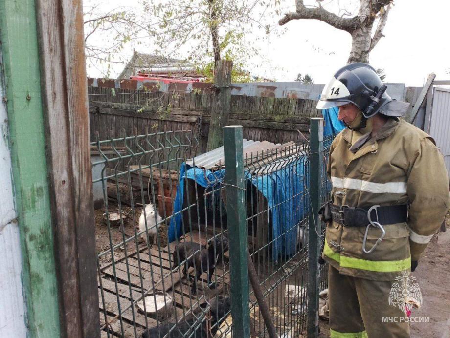 Фото: МЧС России по Приморскому краю | Шесть собак едва не погибли в огне в Приморье