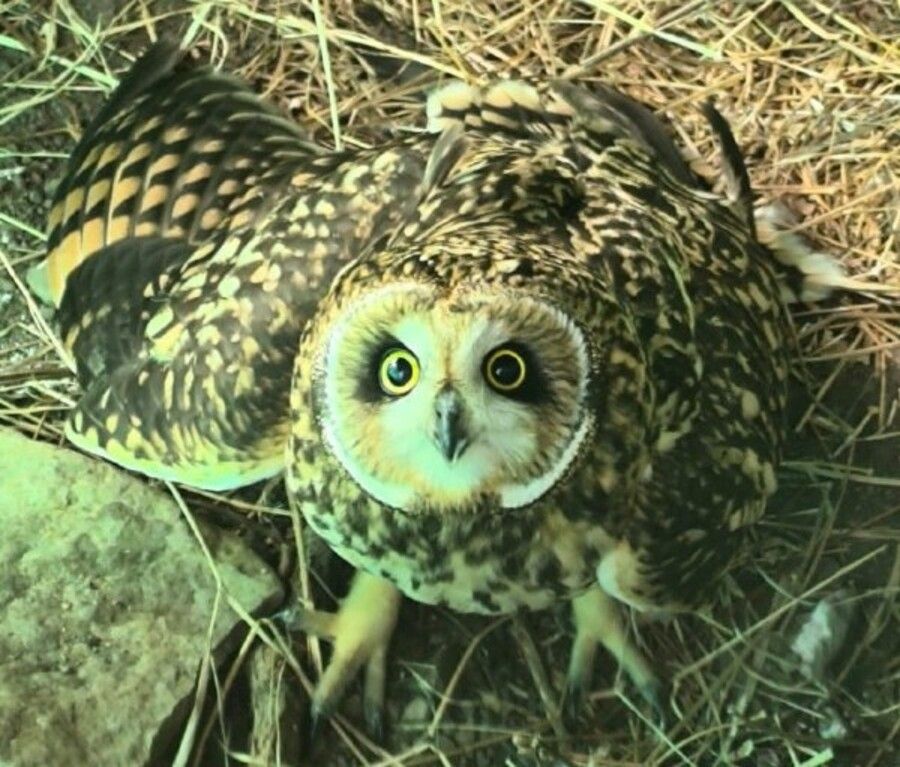Сова получила шанс на вторую жизнь в Приморье