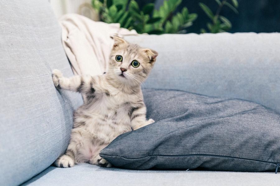 Фото: pexels.com | «Заметил странное поведение кошки»: владивостокцы бьют тревогу