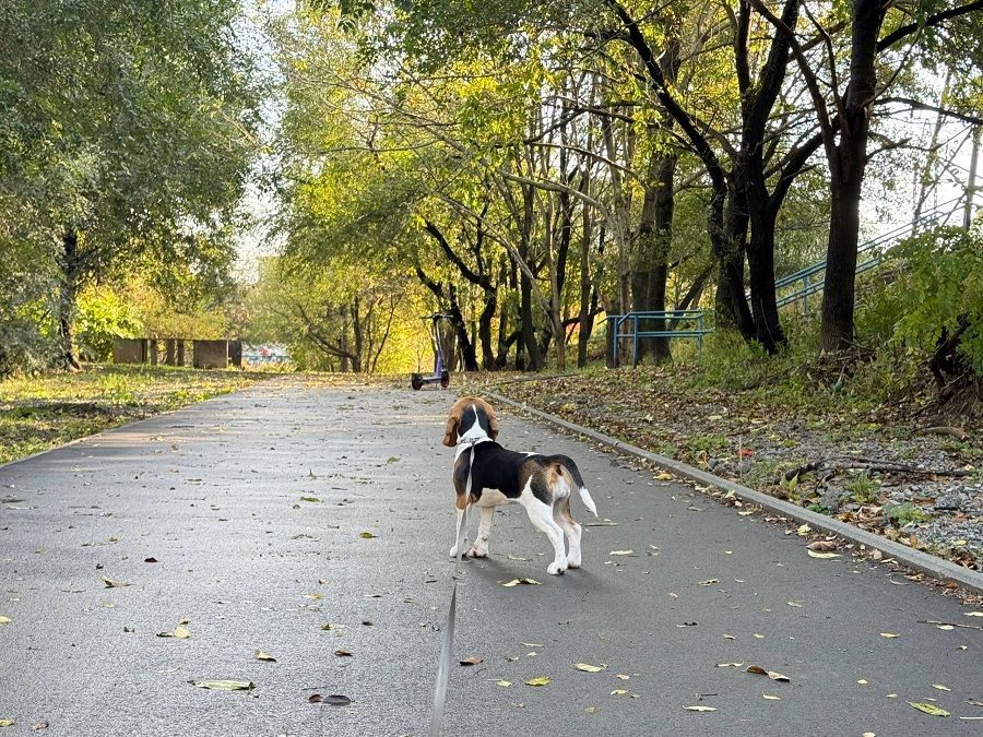 Поилки, одеяло и беруши: эксперт изложил пять правил подготовки собаки к массовому мероприятию