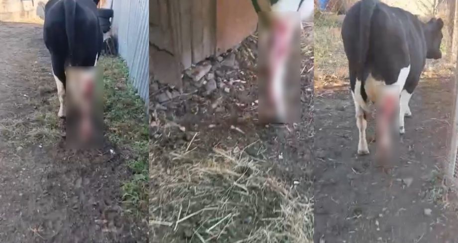 Новая жертва: тигр продолжает терроризировать приморское село