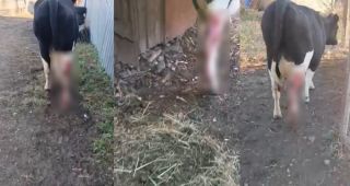 Новая жертва: тигр продолжает терроризировать приморское село