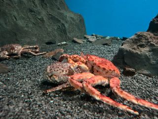 Брачный сезон у крабов: в приморском океанариуме ракообразные нарушили природный график
