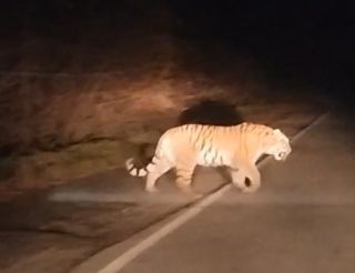 Очередная встреча с тигром произошла в Приморье