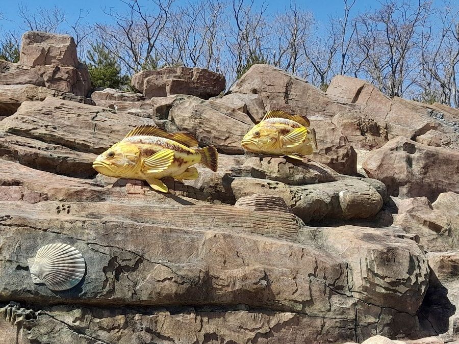 Топ-5 представителей морской фауны, навестивших Владивосток в этом году