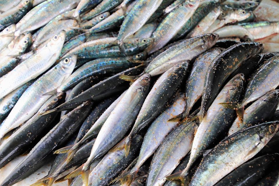 Фото: pixabay.com | На одном из складов Владивостока нашли рыбу с высоким содержанием ртути