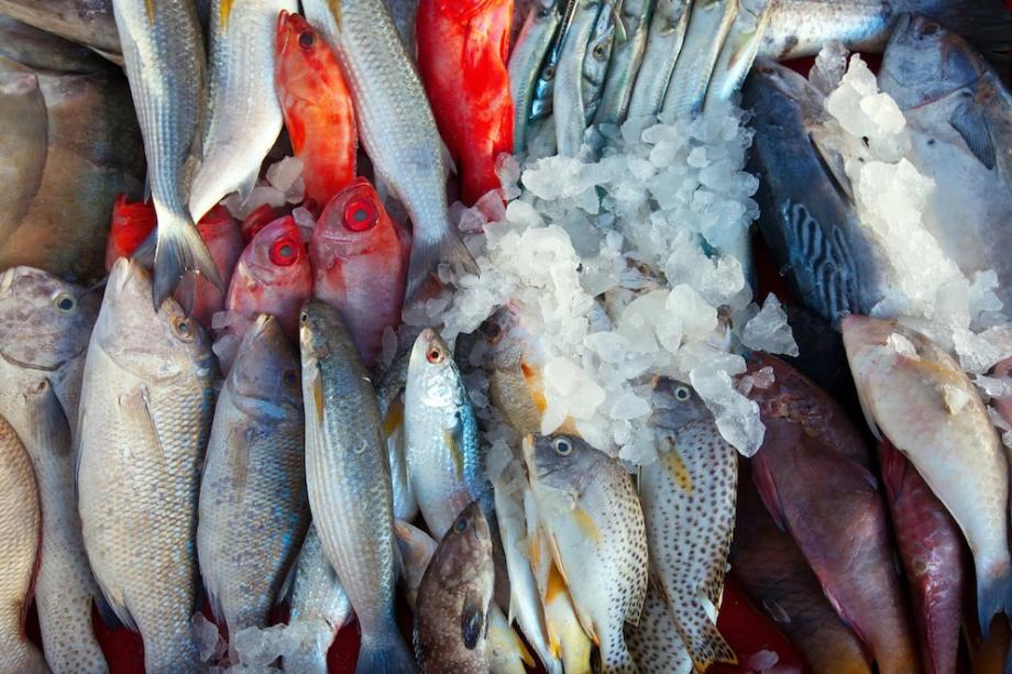 Фото: freepik | Назван вид рыбы, предотвращающей развитие онкологии