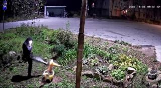 Вандал из Владивостока сломал Лису — символ посёлка Экипажный