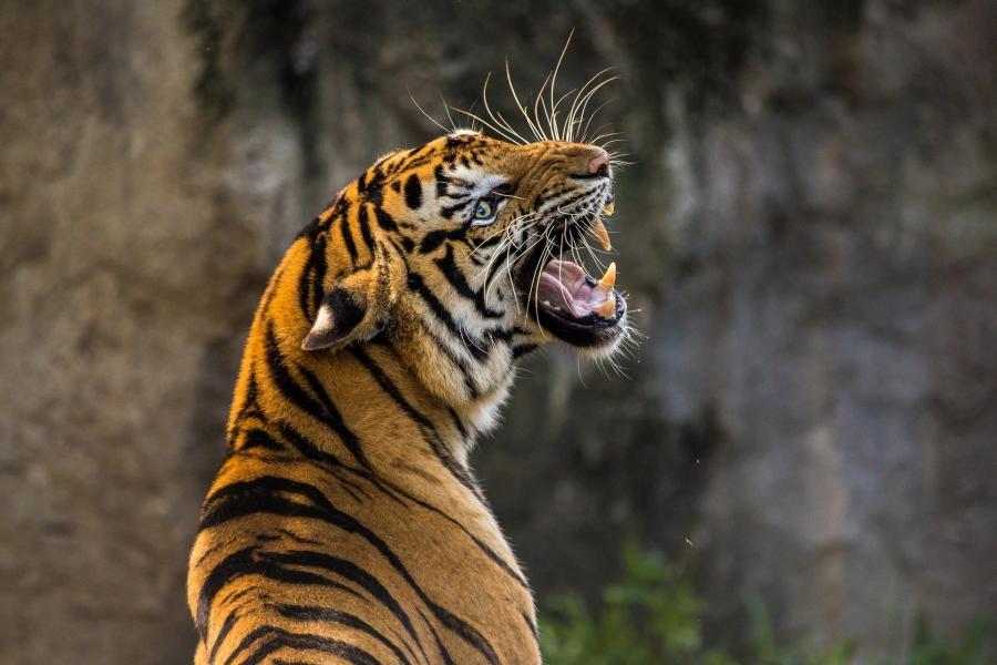 Фото: pixabay.ru | «Дикарей увидел»: приморцы смутили тигра нецензурной бранью