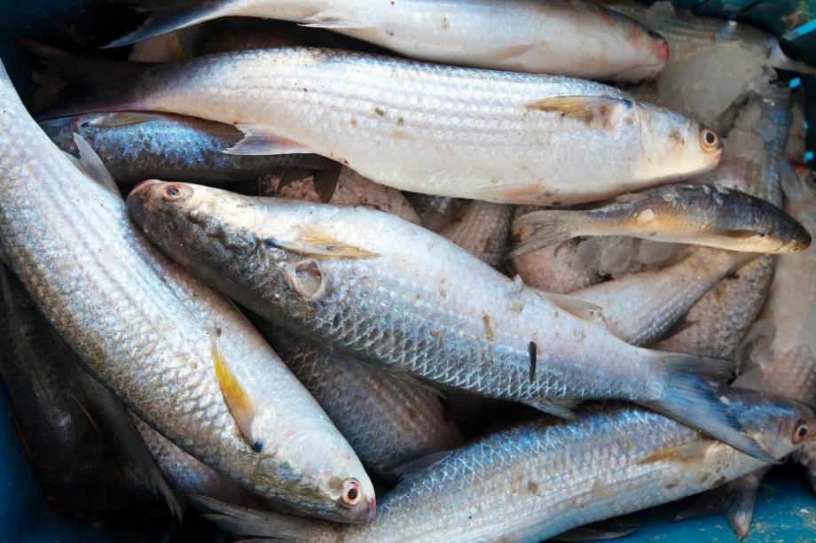 Цены на рыбу могут вырасти?