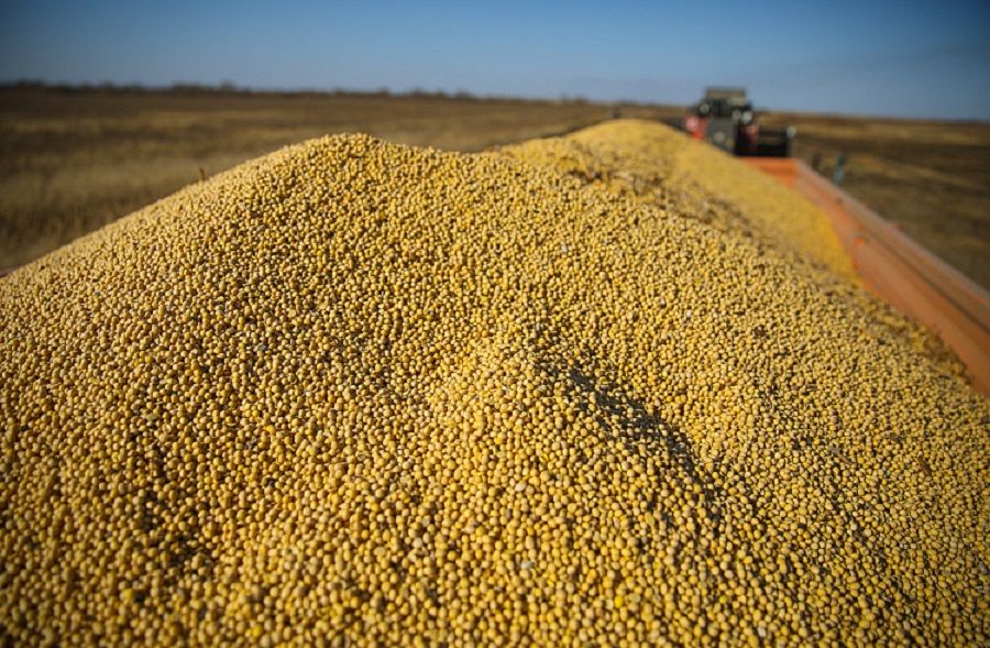 Урожай главной экспортной культуры Приморья вырос вдвое