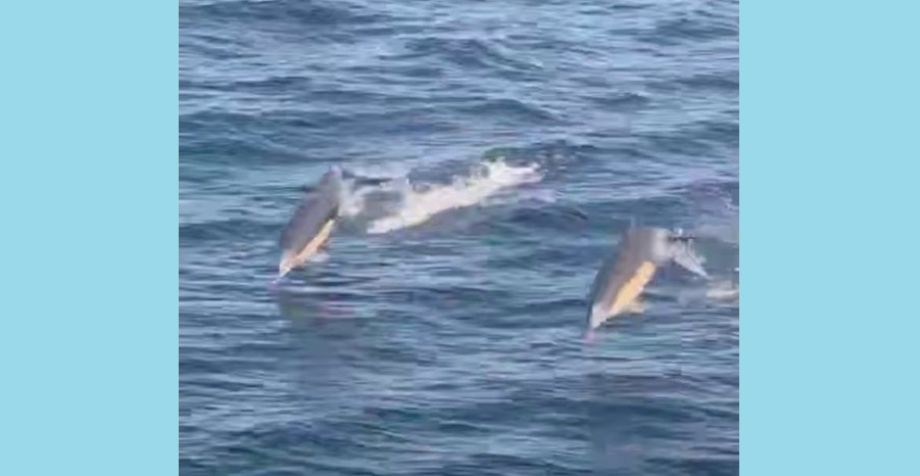Пара дельфинов устроила шоу рыбакам из Приморья