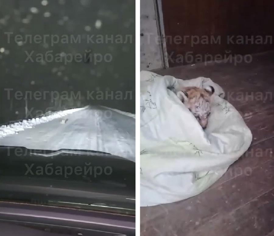 Фото: кадры видео | Вышел на дорогу, искал помощи: в Хабаровске во время снегопада спасен маленький тигренок