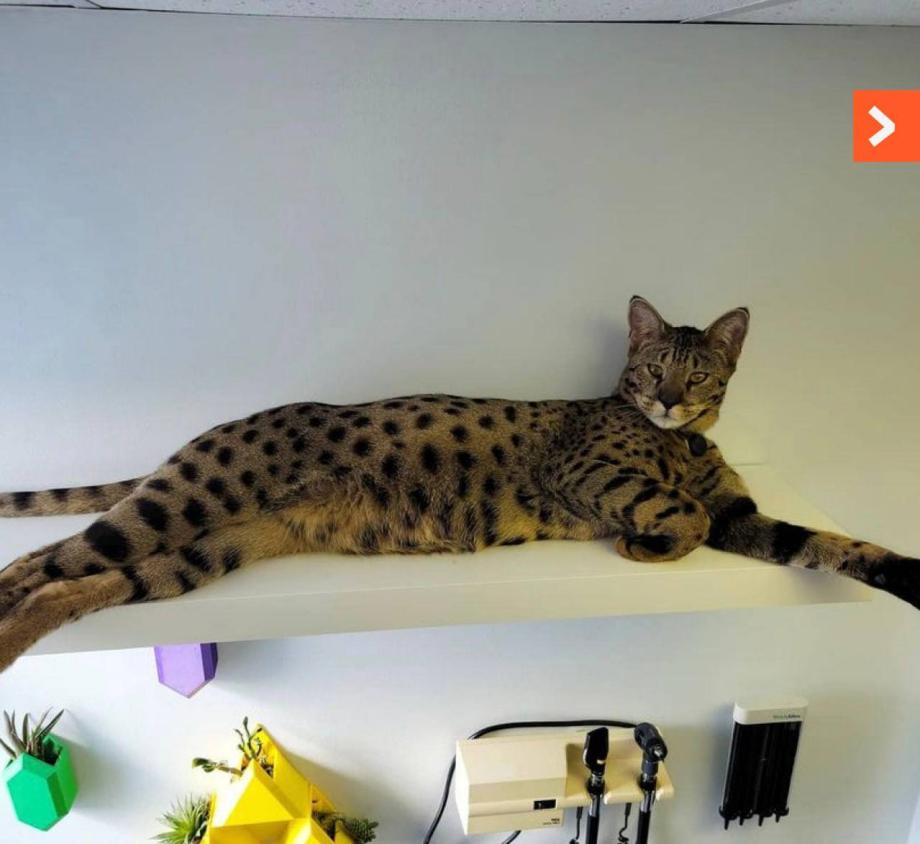 Фото: телеграм-канал Svodka25 | Самый высокий кот в мире попал в Книгу рекордов Гиннесса