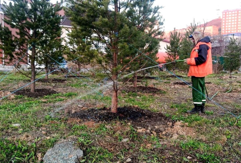 Фото: vlc.ru | На улицах Владивостока появляются новые деревья и кустарники
