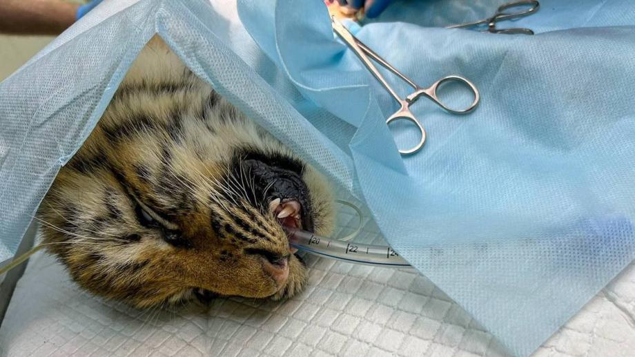 Фото: центр реабилитации "Тигр" | «Несколько травм»: ветеринар оценил состояние спасенного в Хабаровском крае тигренка