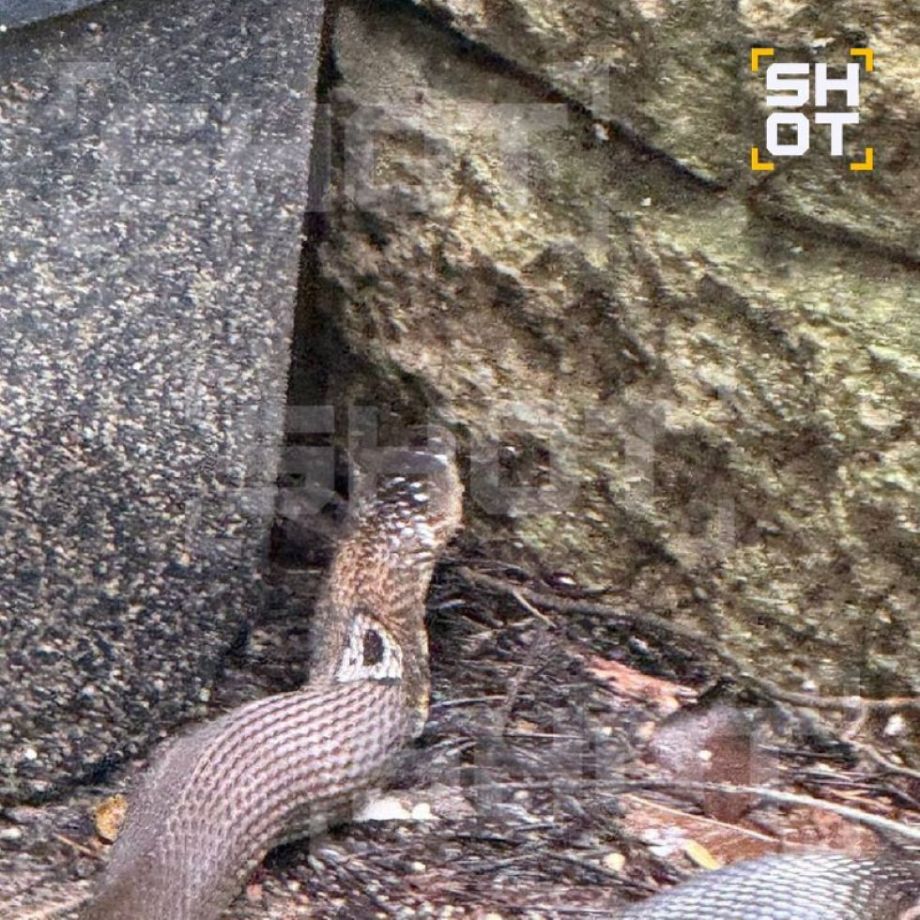 Смертельная угроза на курорте: королевская кобра заползла в элитный отель с россиянами
