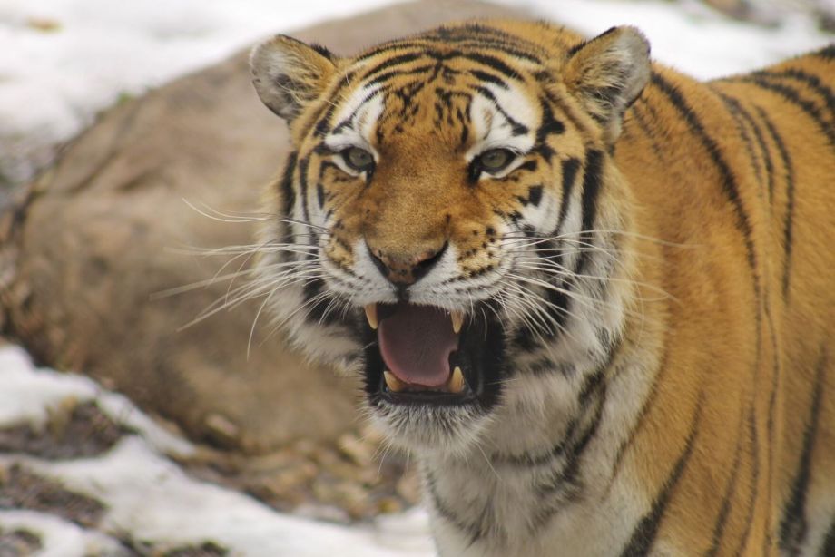 Второй случай за сутки: в приморском селе тигр утащил собаку