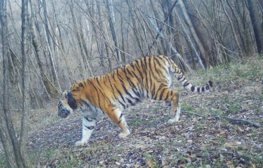 Фото: Центр тигр | Специалисты сообщили приморцам радостную новость