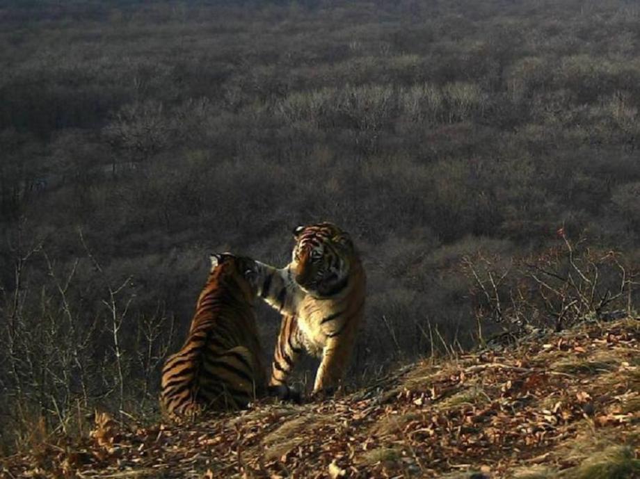 Фото: нацпарк "Земля леопарда" | «Симба и Муфаса». В Приморье тигры повторили момент из мультфильма
