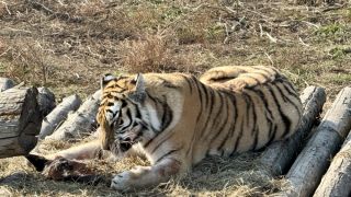 Амурские тигры все чаще выходят к населенным пунктам Приморья