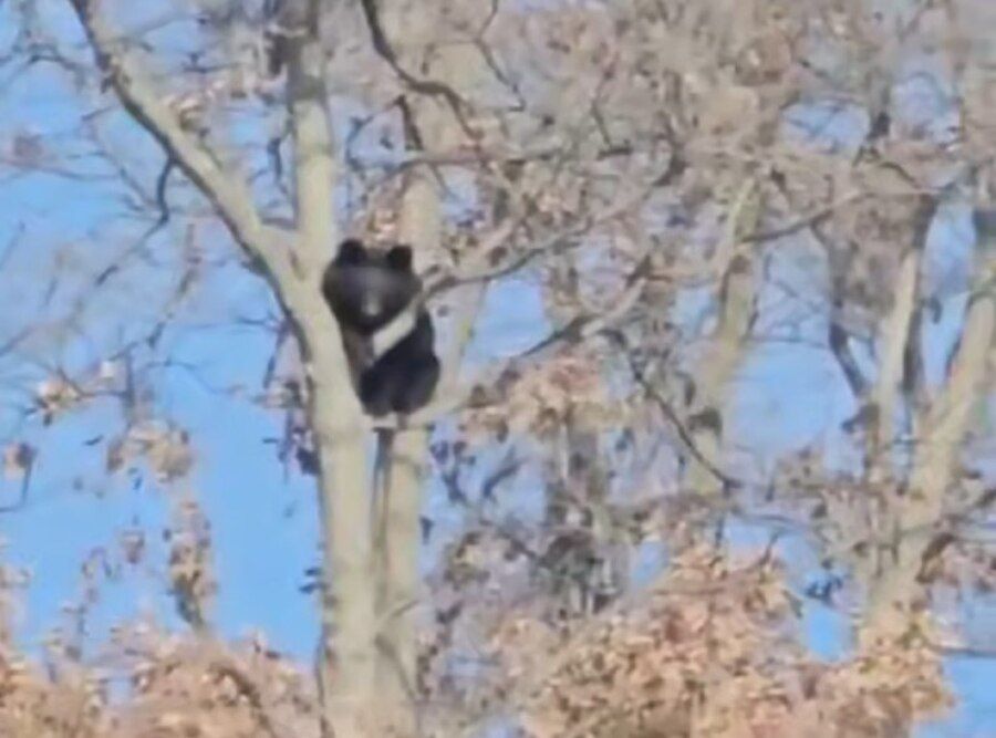 Медведь устроил наблюдательный пост на дереве в Приморье