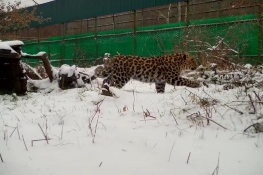 Фото: кадр видео | Спасенный в Приморье котенок леопарда познакомился с первым снегом