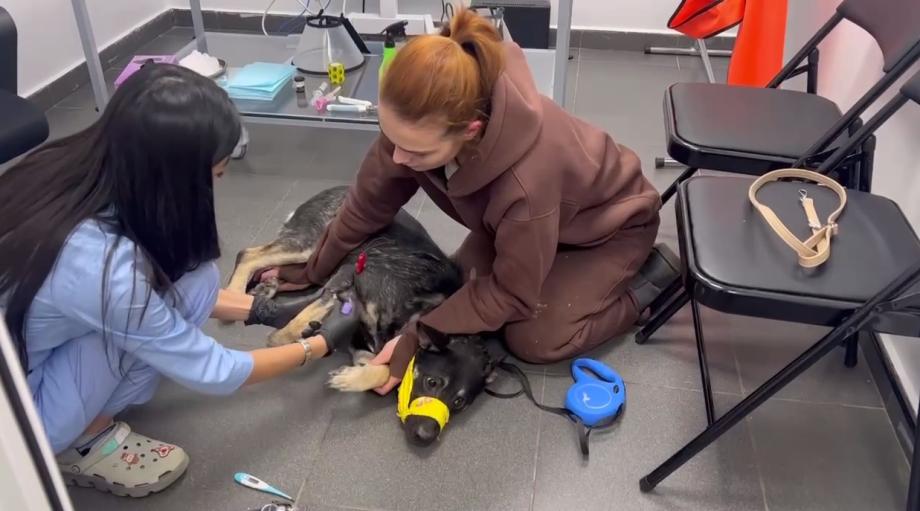 Фото: кадр видео | Могла погибнуть: у нерадивого хозяина во Владивостоке изъяли собаку