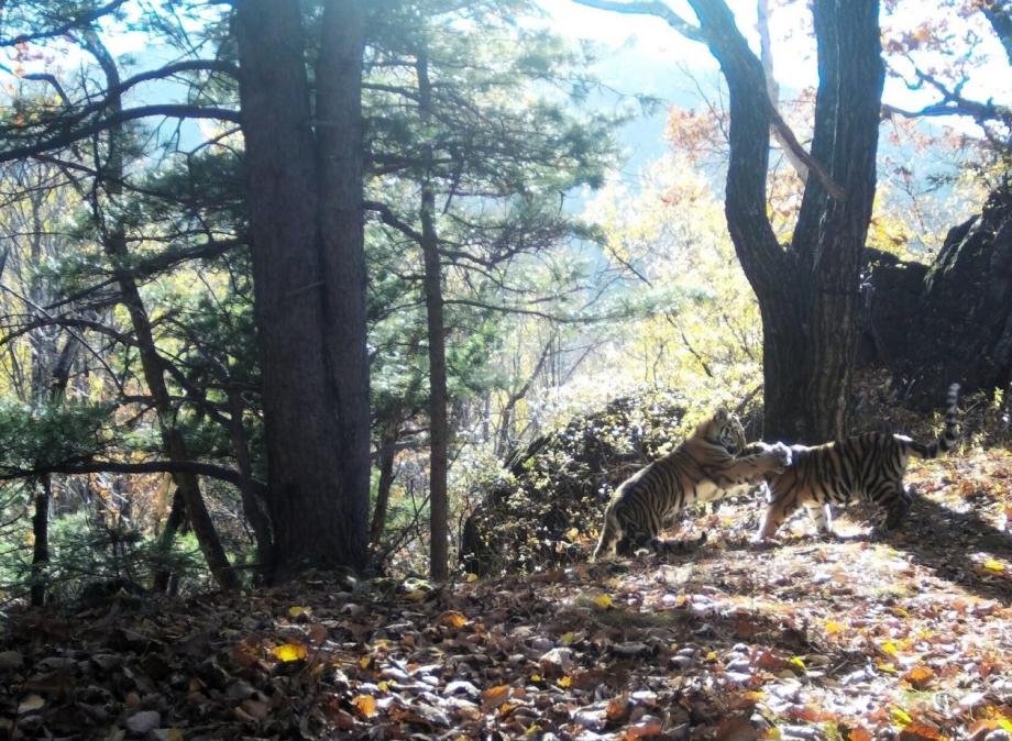 Фото: ФГБУ "Заповедное Приамурье" | В Хабаровском крае тигрица стала многодетной матерью