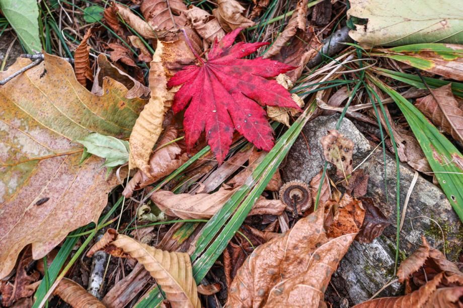 Осень не сдается: в Приморье снова потеплеет
