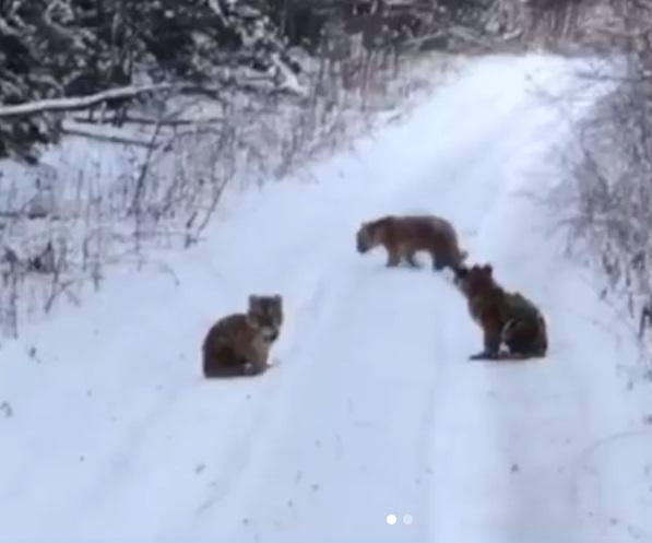 Фото: скриншот amurtigercenter | В Приморье разыскивается мама трех тигрят, попавших на видео