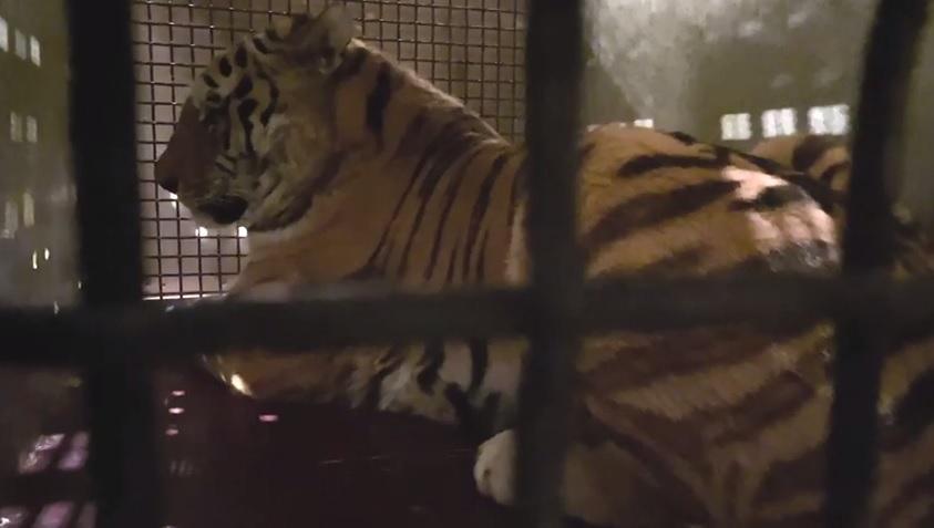 Фото: кадр видео | В Москву на ПМЖ: принято решение по конфликтному тигру, проходившему реабилитацию в Приморье