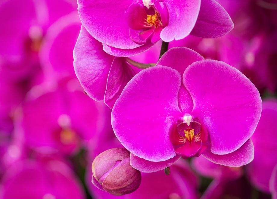 «Цветы преобразятся». Раскрыт секрет шикарных орхидей