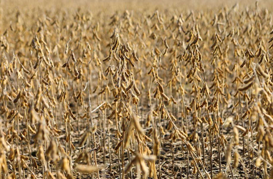 Приморский край обогатился 430 тысячами тонн сои